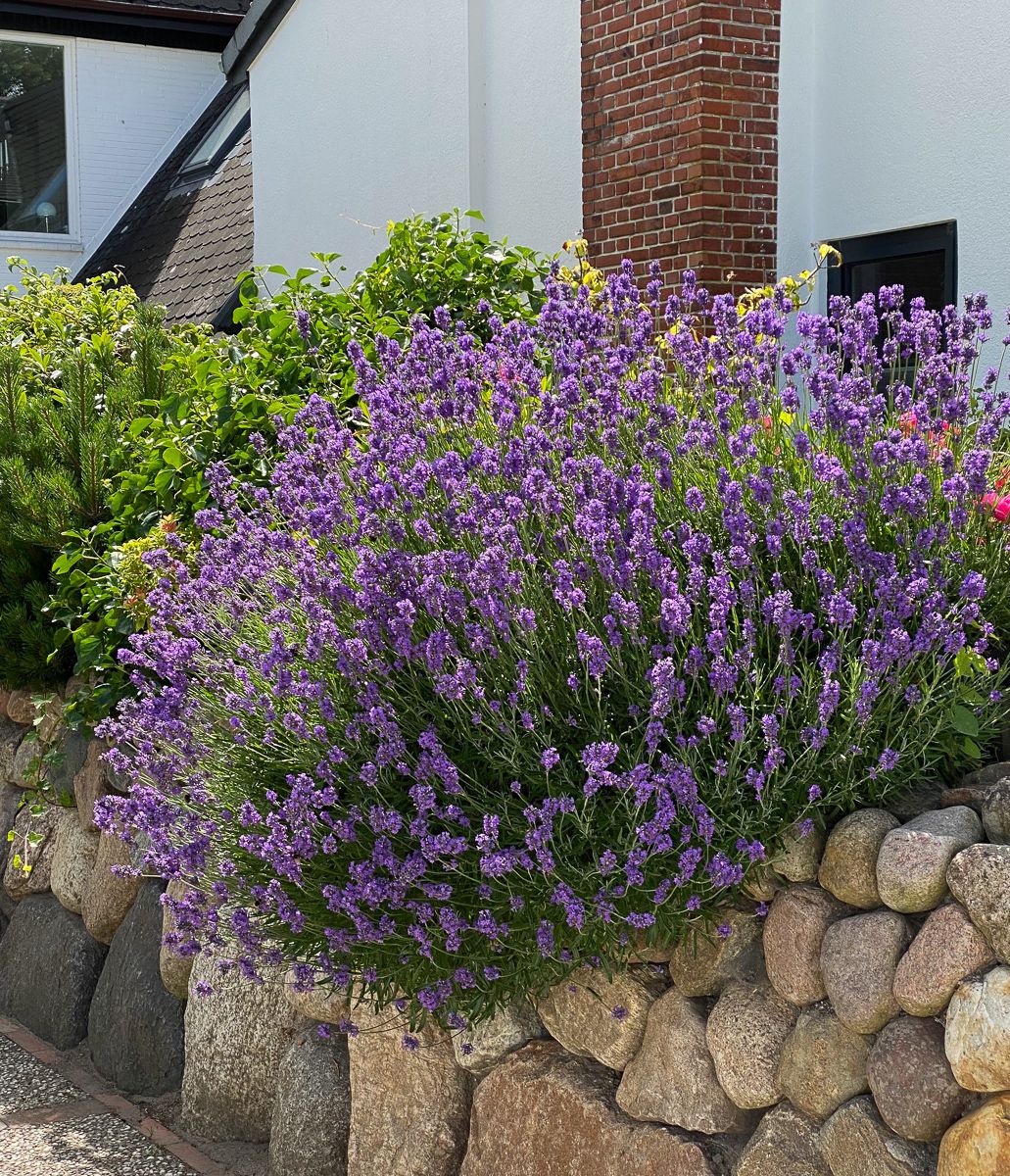 Lavanda Englezeasca "Hidicote" - / Lavandula angustifolia "Hidicote"/ - Gradina Noastra