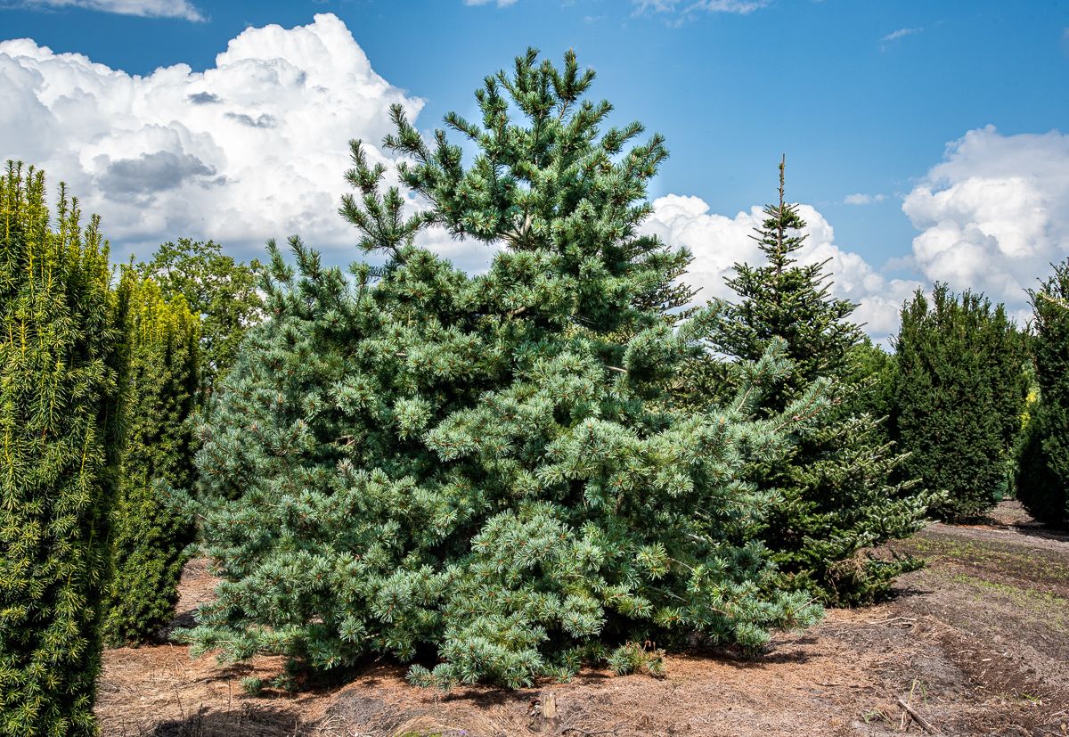 Pin alb japonez "Blauer Engel" / Pinus parvifolia "Blauer Engel"/ - Gradina Noastra