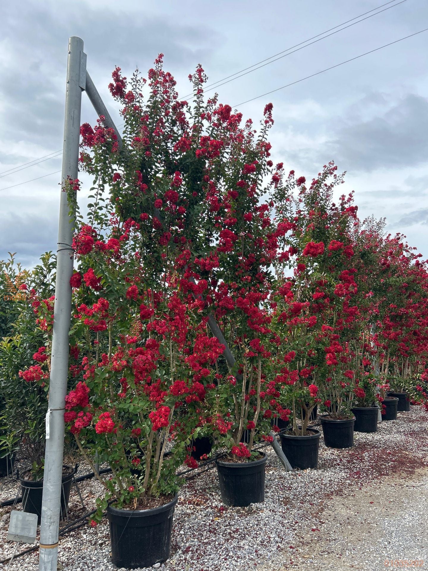 Indian bat "Dynamite" 1.00 - 1.20 m / Lagerstroemia Indica "Dynamite" /