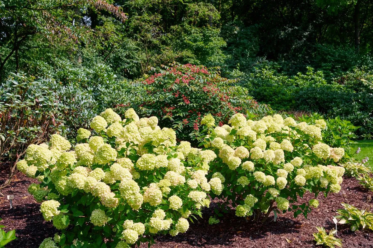 Hortensia paniculata "Little Lime" / hydrangea paniculata "Little Lime" / by gradina-noastra