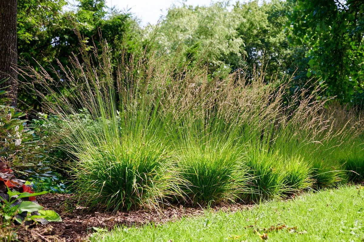 Molinia caerulea "Moorhexe" - Gradina Noastra