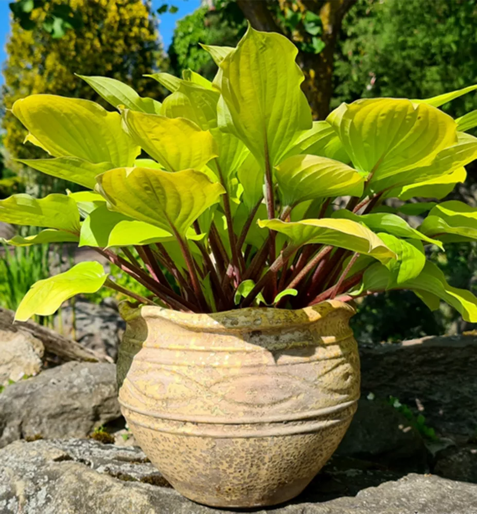 Hosta "Fire Island"