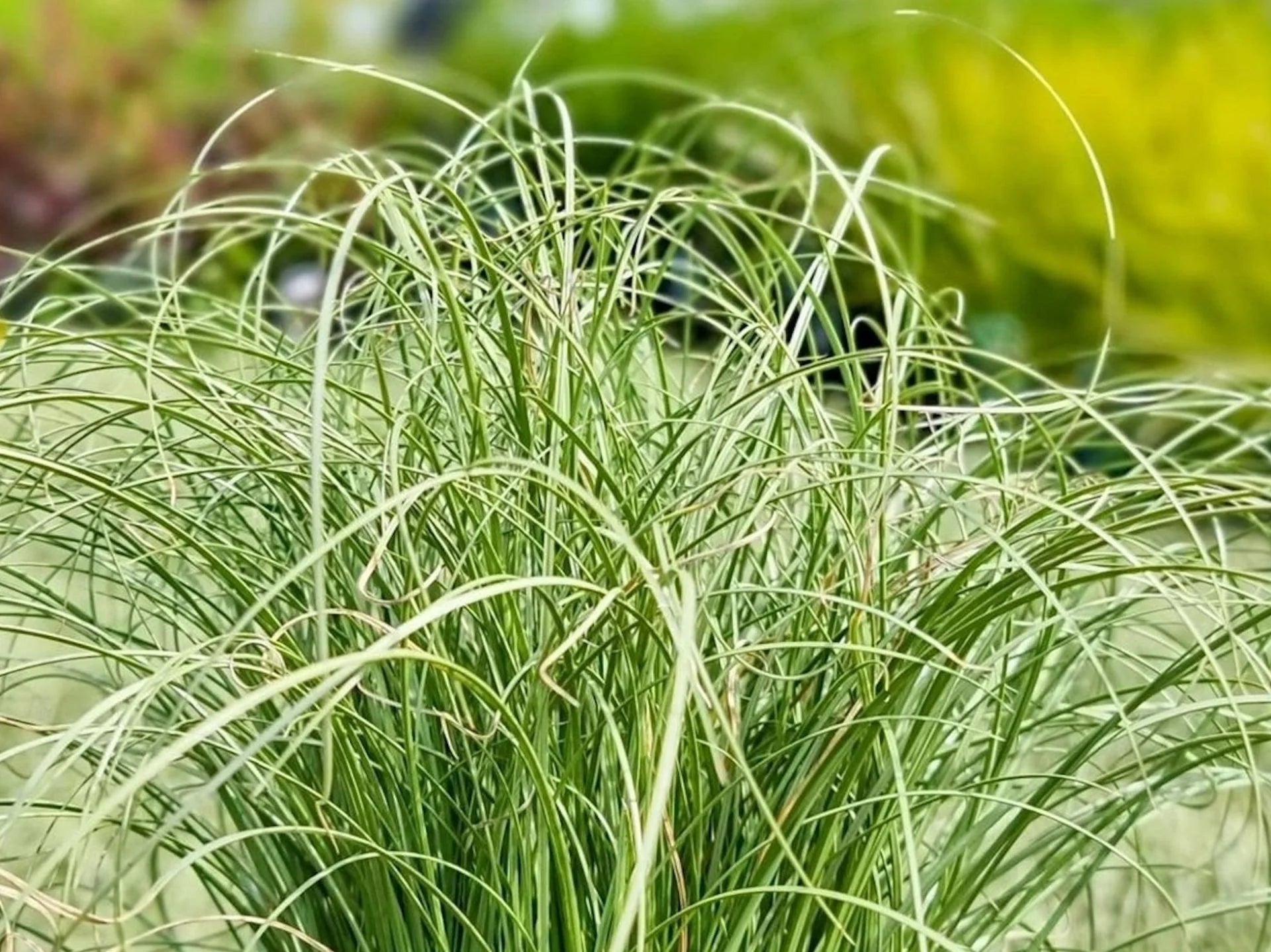 Carex morrowii "Frosted Curls" - Gradina Noastra