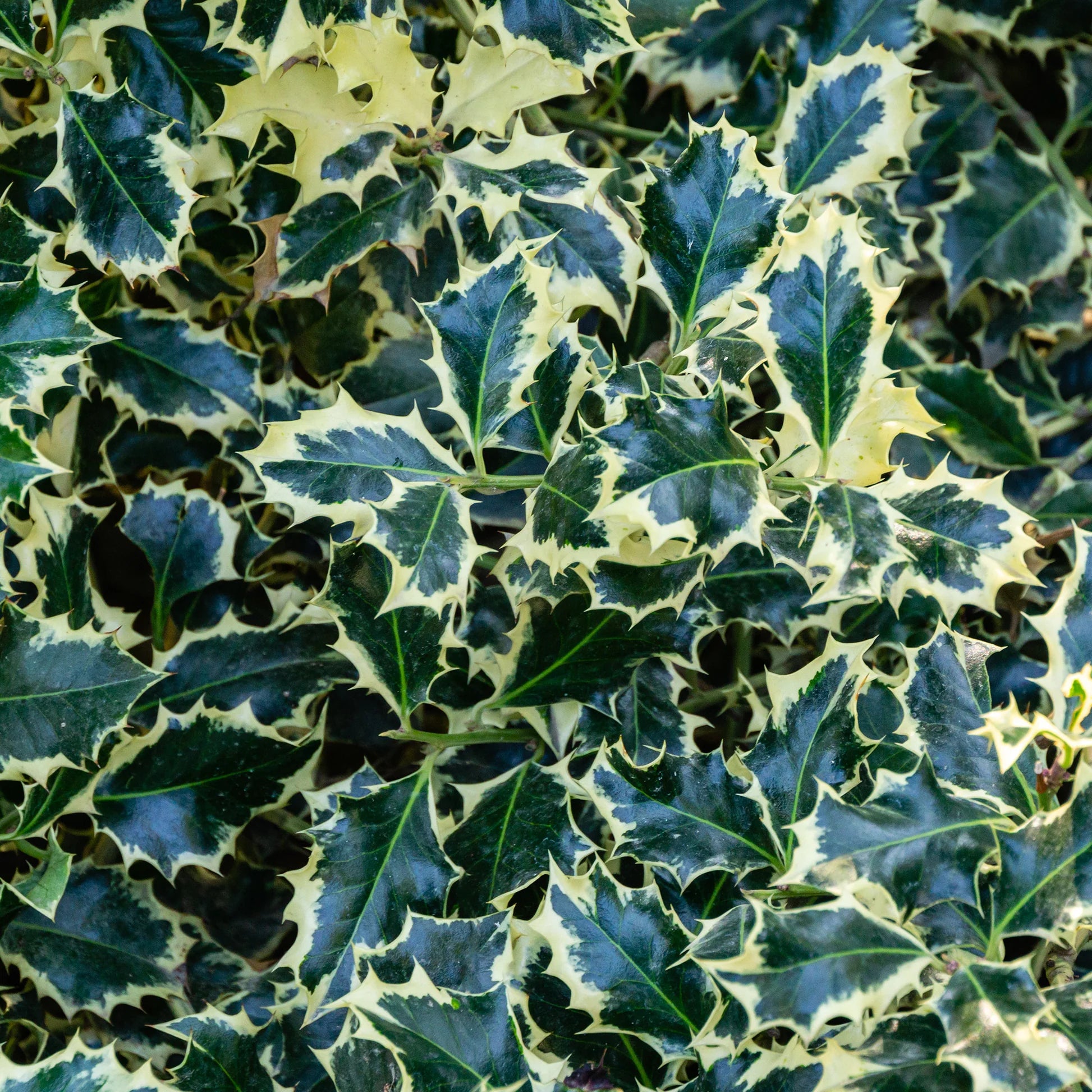 Laur sfant „Argenteomarginata” minge / Ilex aquifolium "Argenteomarginata"/