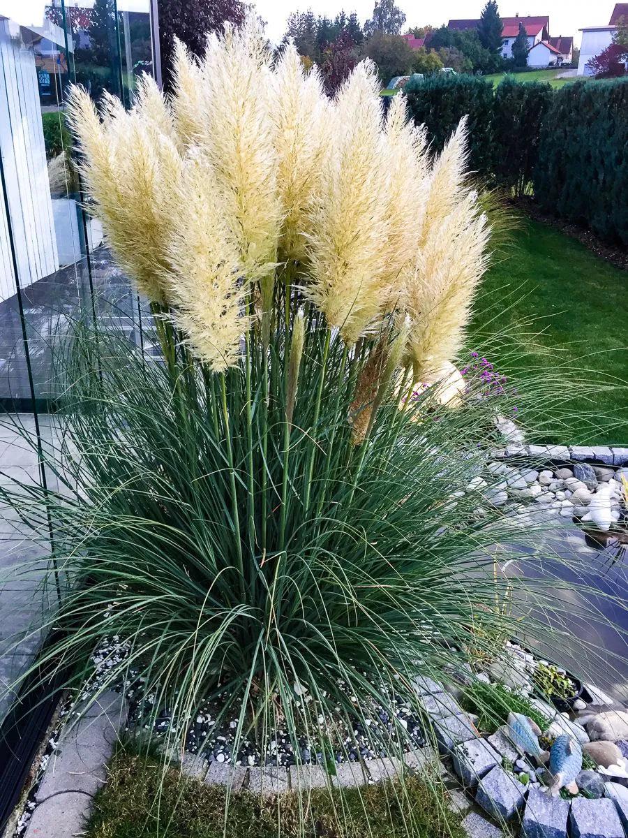 Iarba de pampas „Pumila” /Cortaderia sellona „Pumila”/ - Gradina Noastra