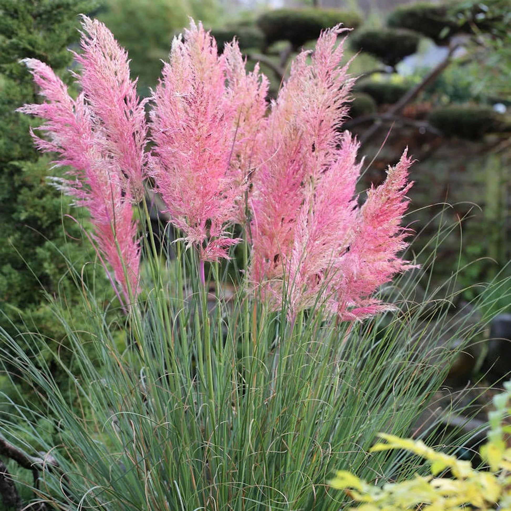 Iarba de pampas roz „Pink Feather ” /Cortaderia sellona „Pink Feather”/