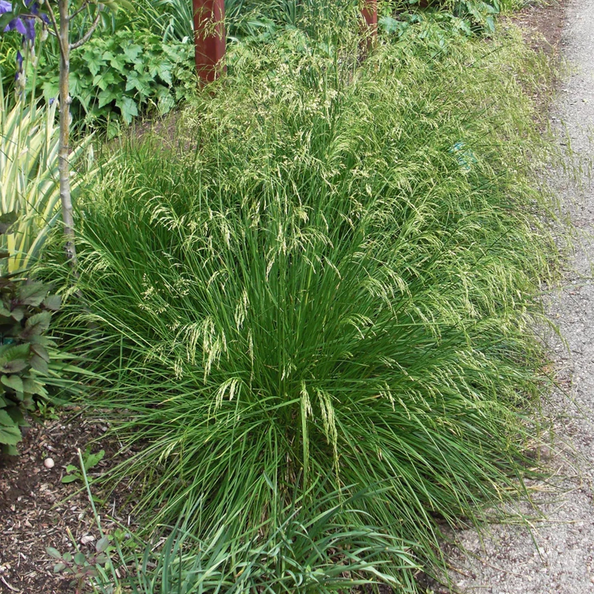 Deschampsia cespitosa "Goldtau" - Gradina Noastra