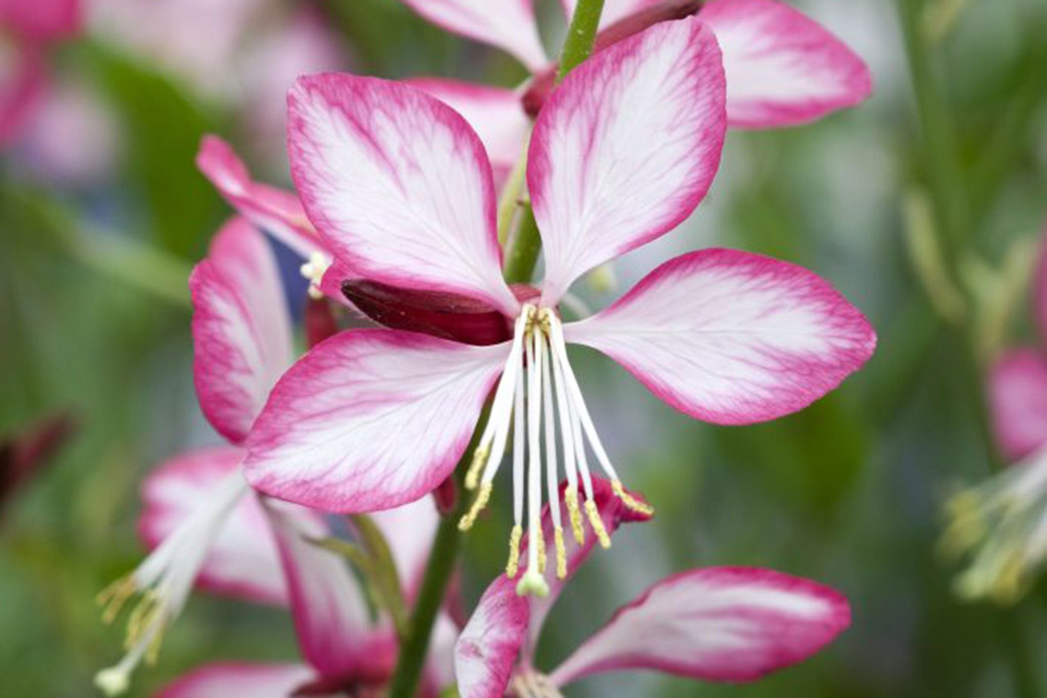 Gaura lindheimeri "Rosy Jane" by Gradina Noastra