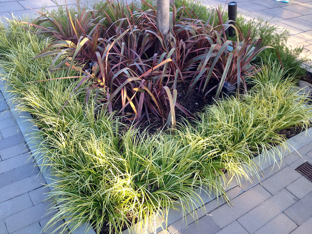 Acorus gramineus „Ogon”