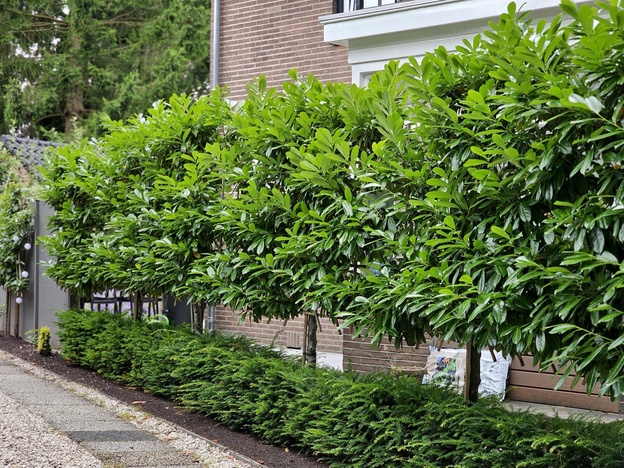 Laur englezesc "Novita" tufa / Prunus laurocerasus" Novita"/