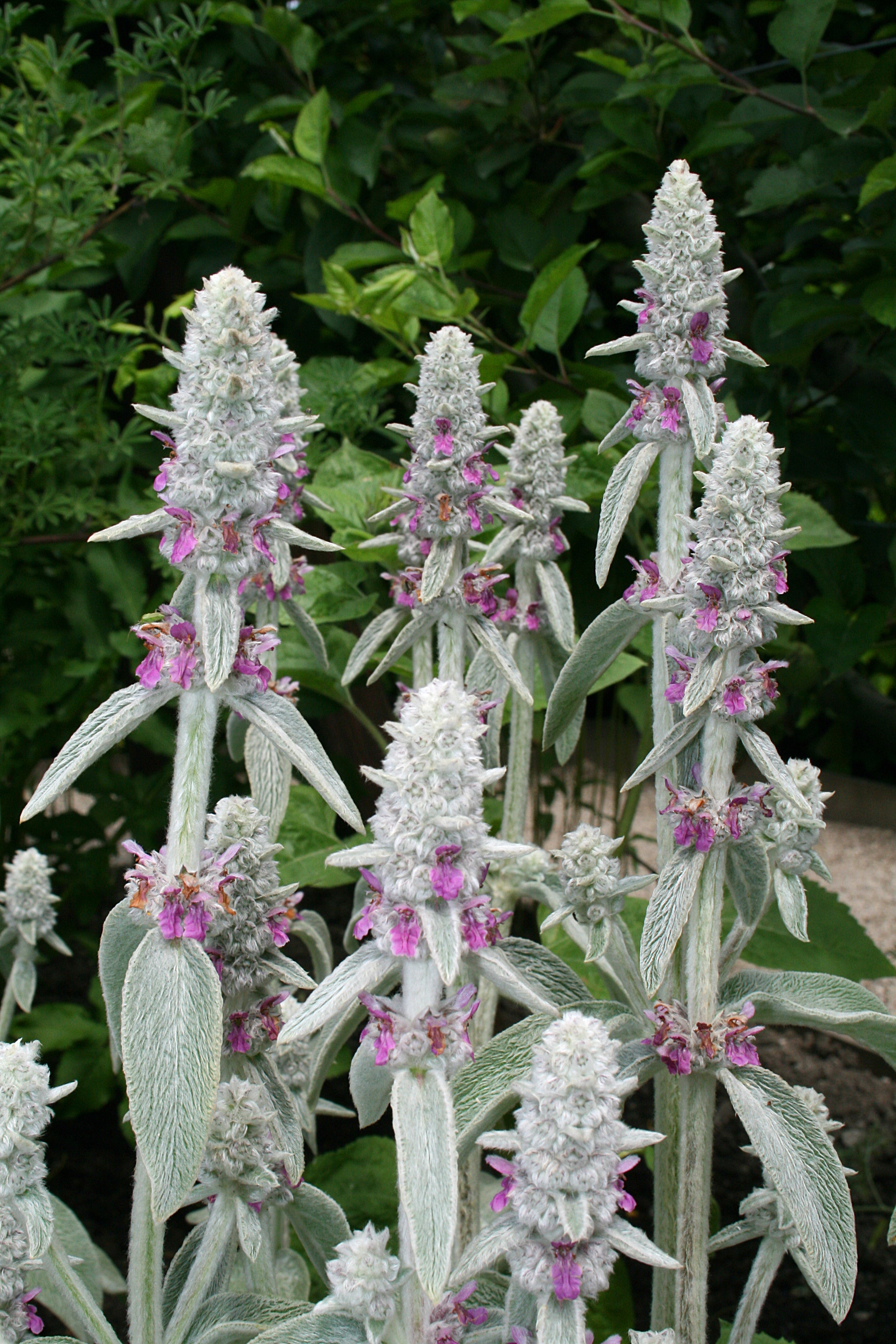 Stachys byzantina - Gradina Noastra