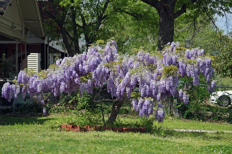 Glicina chinezească "Prolific" 2.00 m / Wisteria chinensis "Prolific"/ - Gradina Noastra