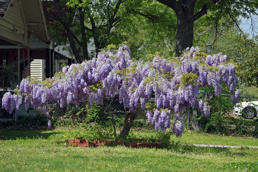 Glicina chinezească &quot;Prolific&quot; 2.00 m  / Wisteria chinensis  &quot;Prolific&quot;/