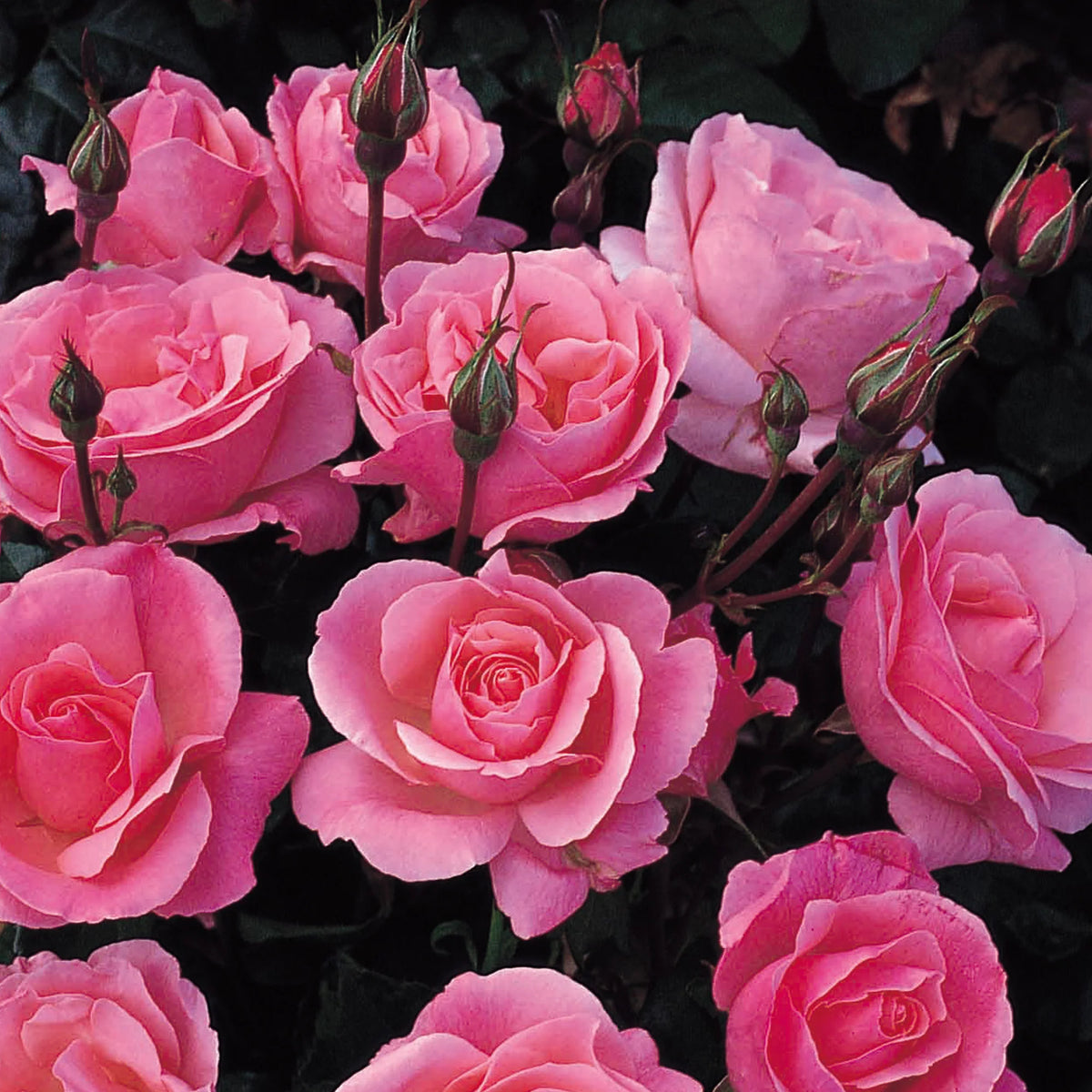 Trandafir teahibrid "Queen Elizabeth" – / Rosa HT "Queen Elizabeth"/