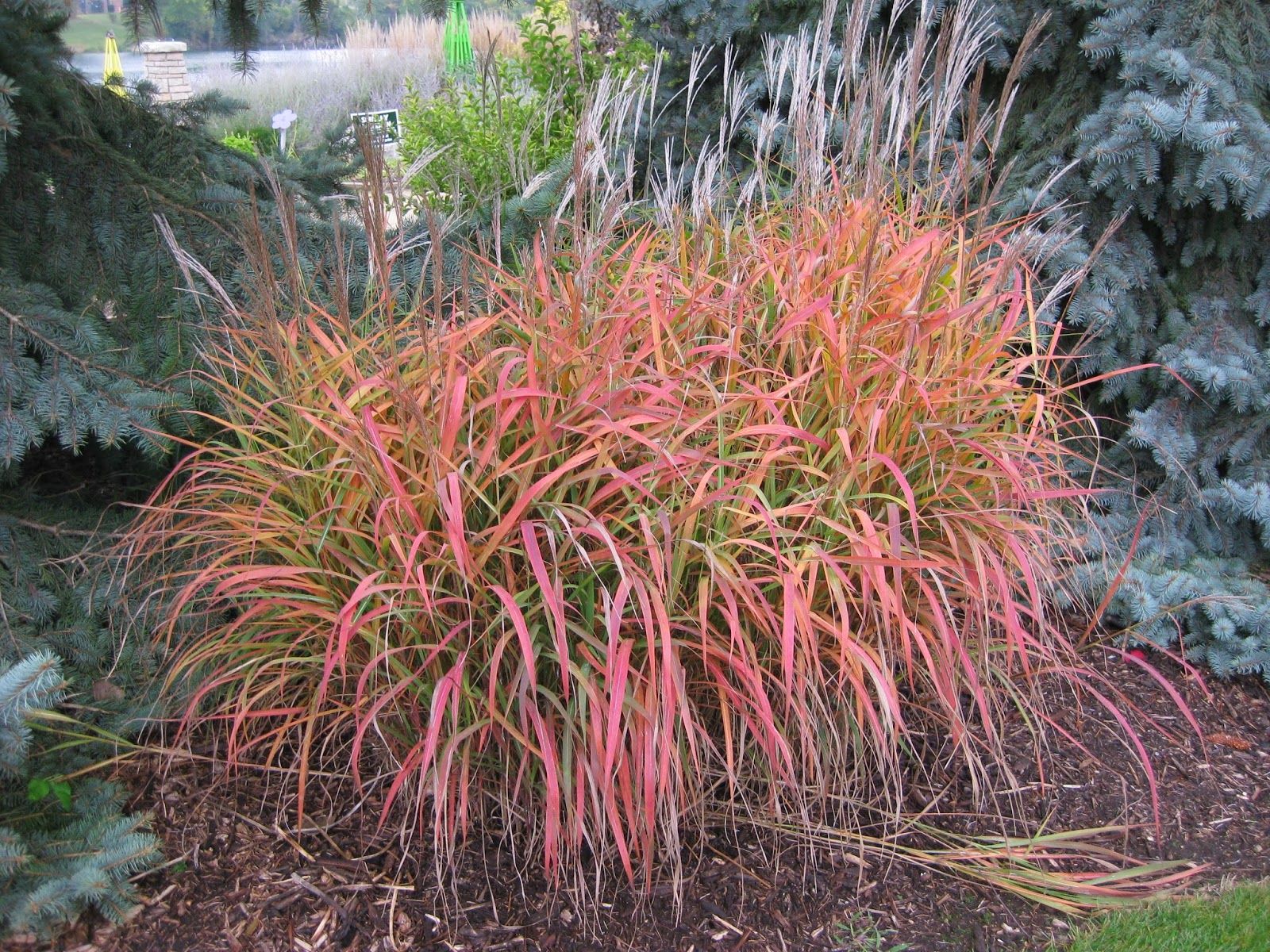 Iarba elefantului "Navajo" 0.20 - 0.30 m /Miscanthus sinensis "Navajo"/ by gradina-noastra