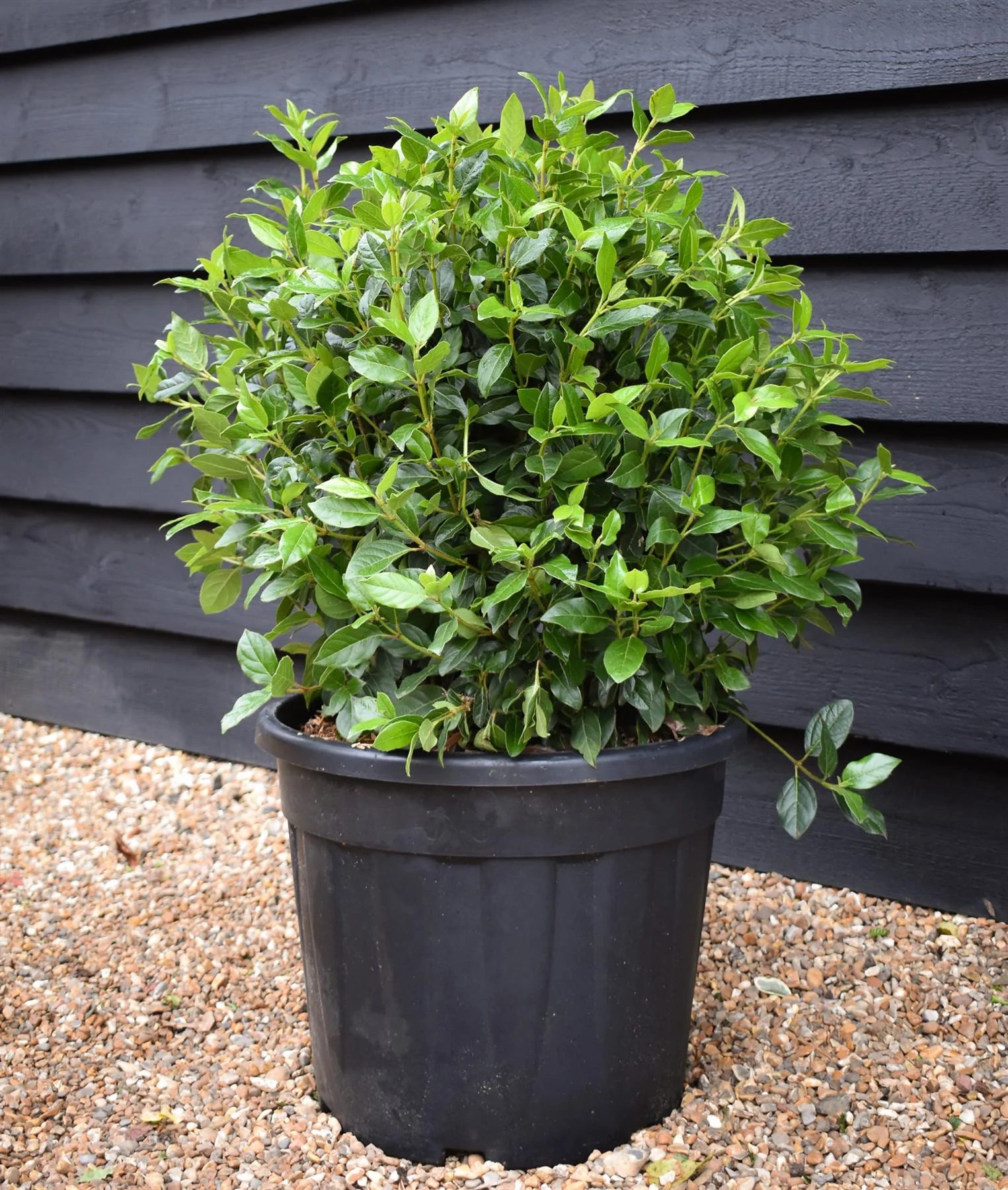 Viburnum tinus "Eve Price" minge / Viburnum tinus "Eve Price"/ by gradina-noastra