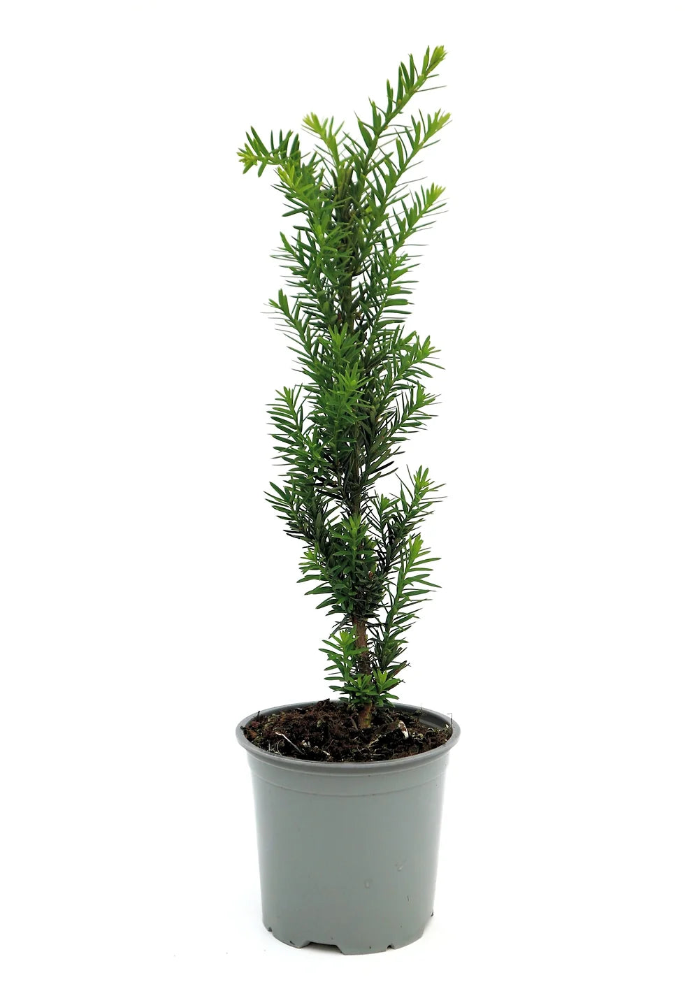 Tisa "Hillii" 0.20 m / Taxus x media "Hillii" / by gradina-noastra