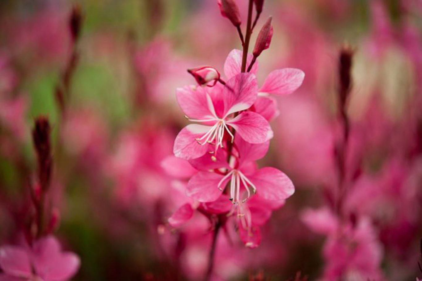 Gaura lindheimeri "Ruby Ruby" - Gradina Noastra
