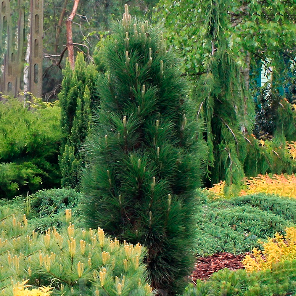 Pin negru "Green Tower" / Pinus nigra "Green Tower" /