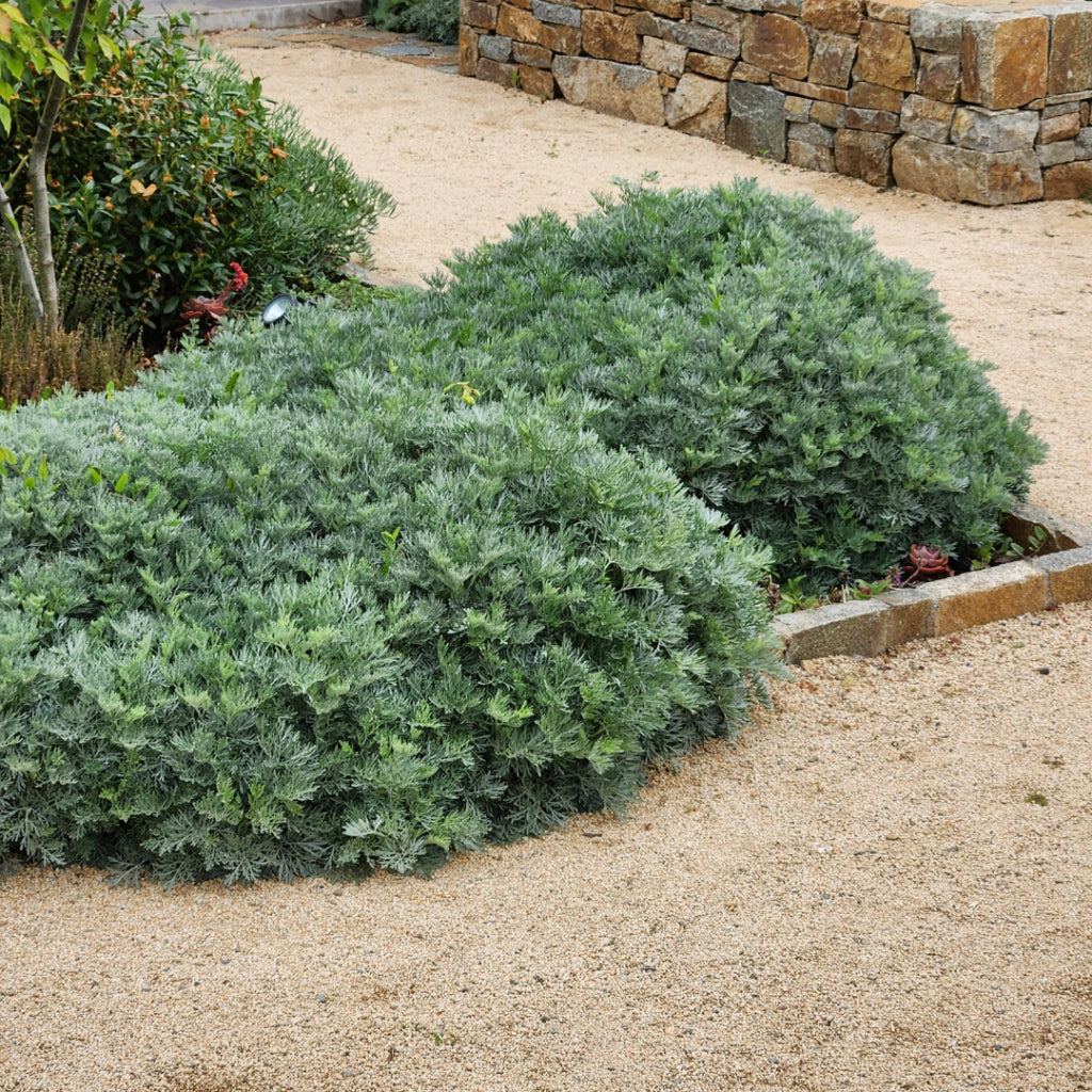 Tarhon decorativ "Powis Castle" / Artemisia "Powis Castle"