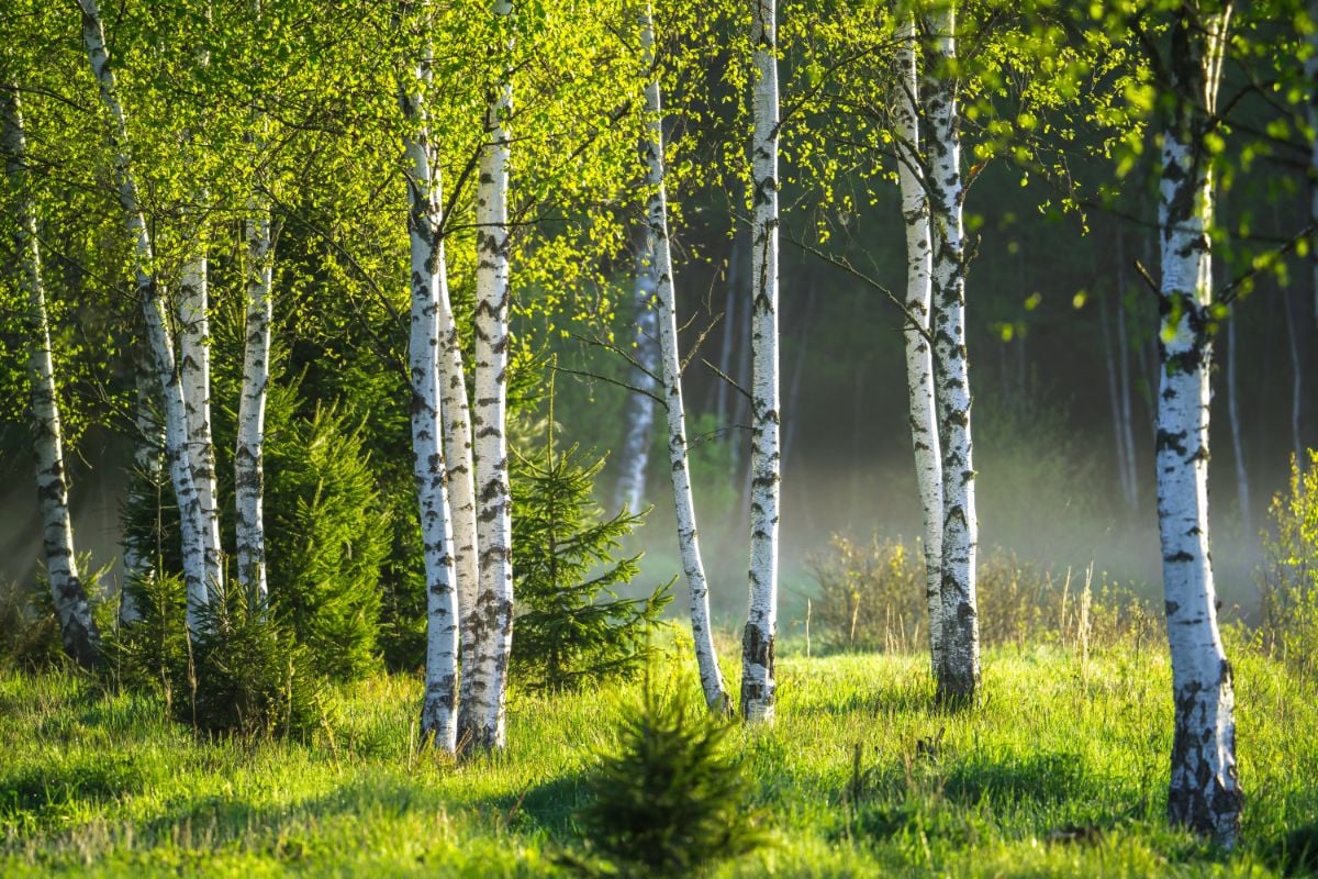 Mesteacan argintiu 3.00 - 4.00 m / Betula pendula / - Gradina Noastra