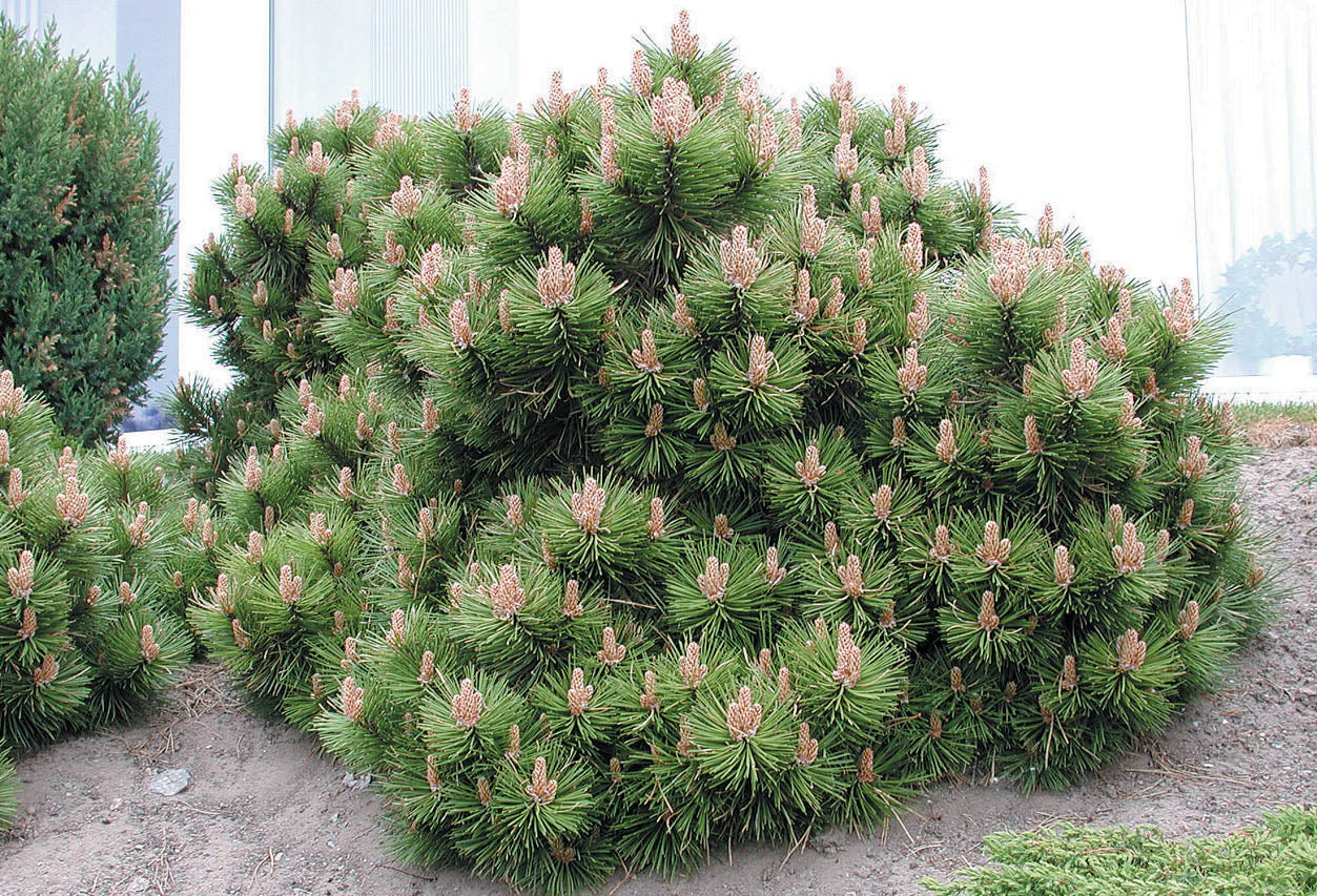 Pin Pitic Pumilio /"Pinus Mugo Pumilio"/