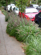 Pennisetum alopecuroides "Moudry" 0.10 - 0.20 m by gradina-noastra