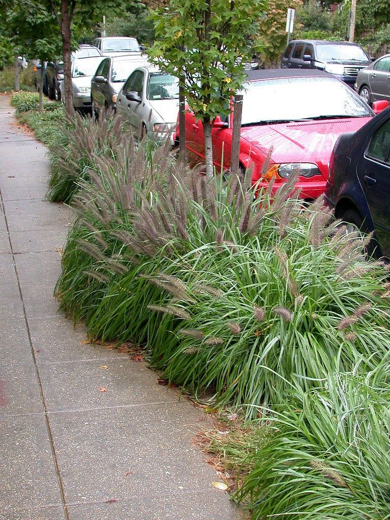 Pennisetum alopecuroides "Moudry" 0.10 - 0.20 m by gradina-noastra