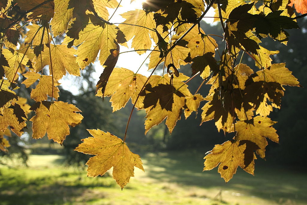 Paltin de munte "Atropurpureum " 3.00 - 3.50 m / Acer pseudoplatanus "Atropurpureum"/ by gradina-noastra