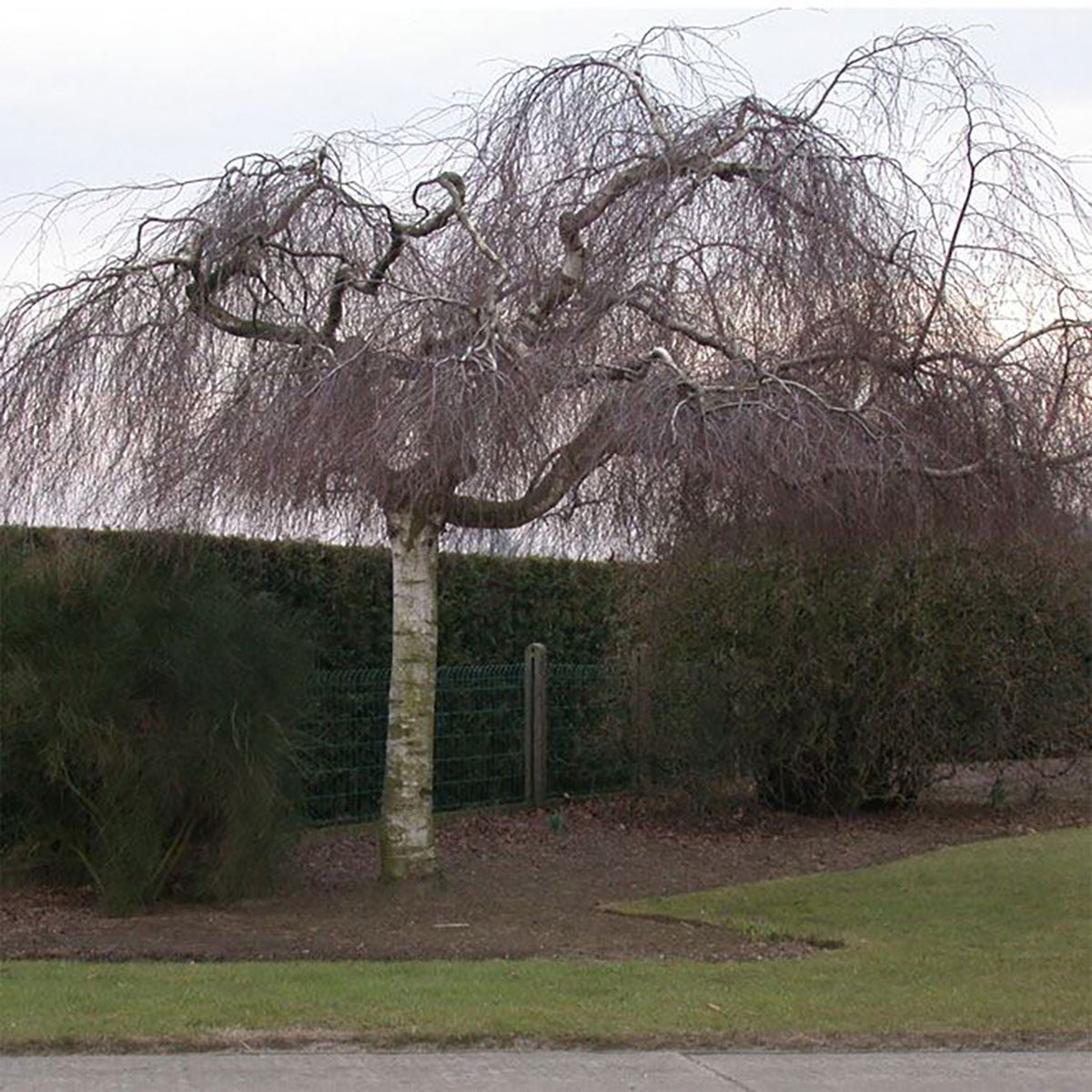 Mesteacan curgator &