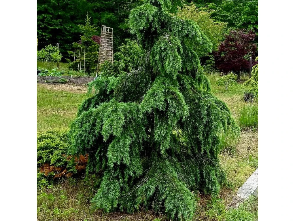 Cedru de Himalaya "Feelin Blue " / Cedrus deodara "Feelin Blue"/ - Gradina Noastra