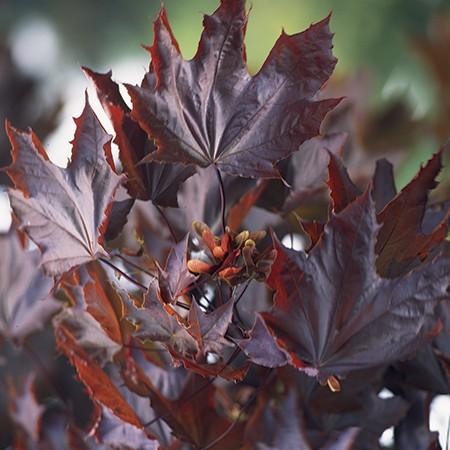 Artar rosu "Crimson King" 2.50 - 3.00 m / Acer platanoides "Crimson King"/ gradina-noastra