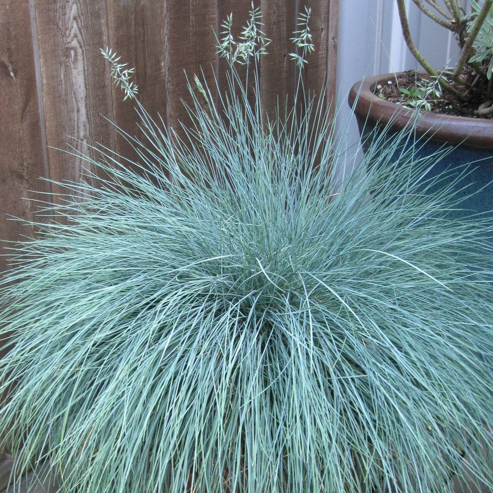 Iarbă Albastră "Intense Blue" /Festuca Glauca "Intense Blue"/