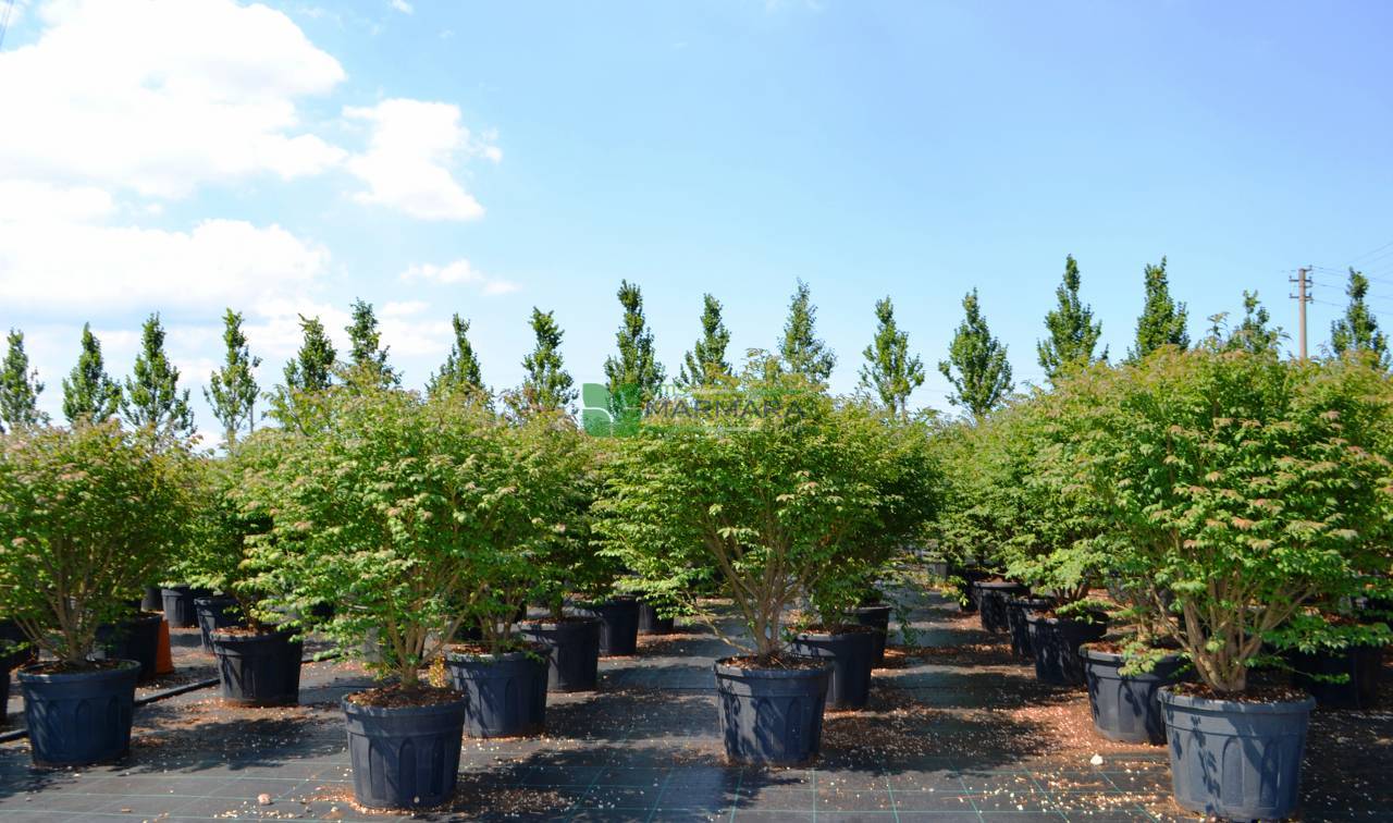 Euonymus alatus "Compactus" multitulpinal / Euonymus alatus "Compactus" /