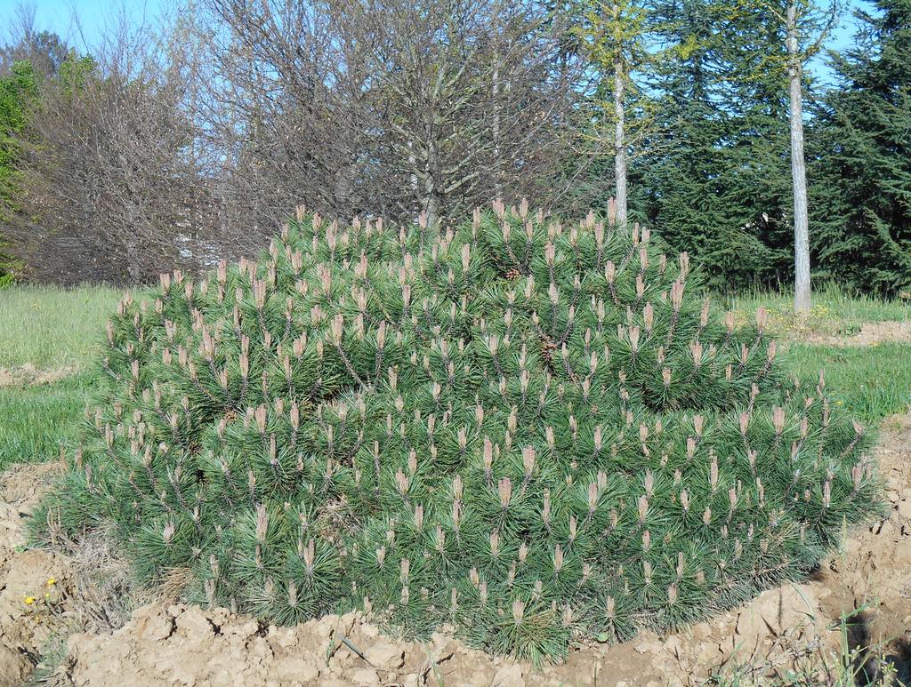 Pin negru "Pierrick Bregeon" 0.70 - 1.00 m / Pinus nigra "Pierrick Bregeon" /