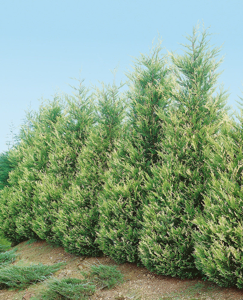 Chiparos leylandii variegat / x Cupressocyparis leylandii "Variegatus" /