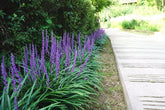 Liriope muscari "Ingwersen" by gradina-noastra