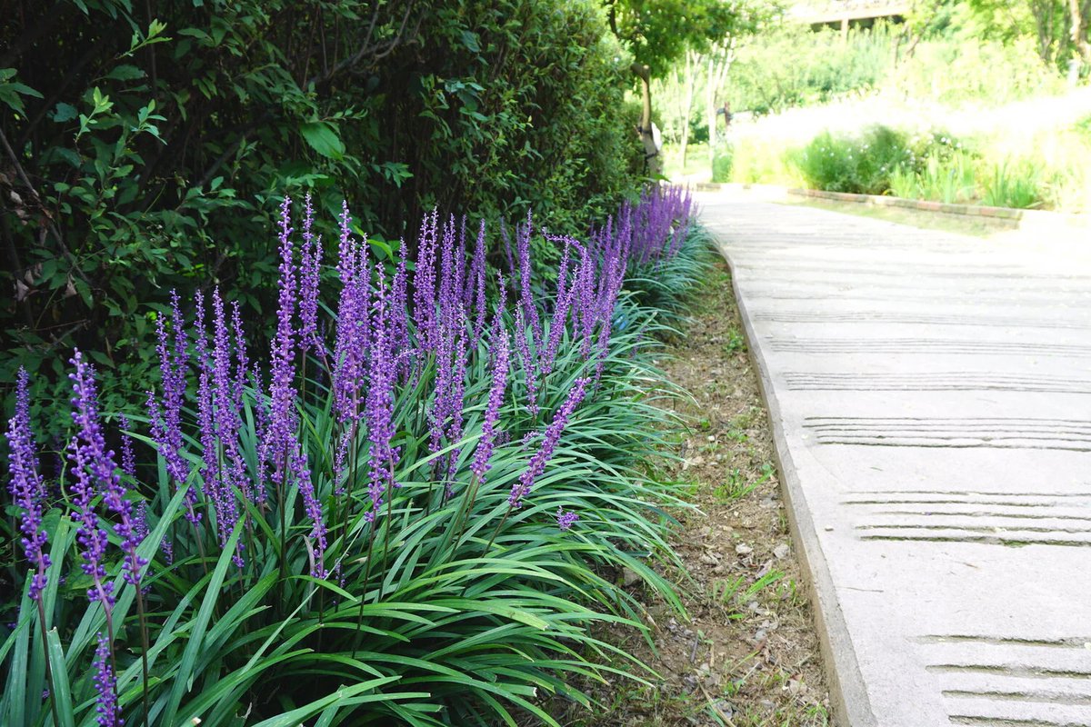 Liriope muscari "Ingwersen" by gradina-noastra
