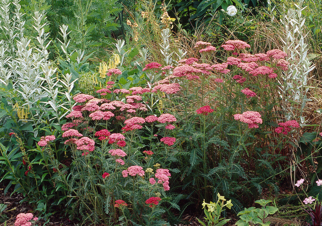 Achillea millefolium "Pomegranate"