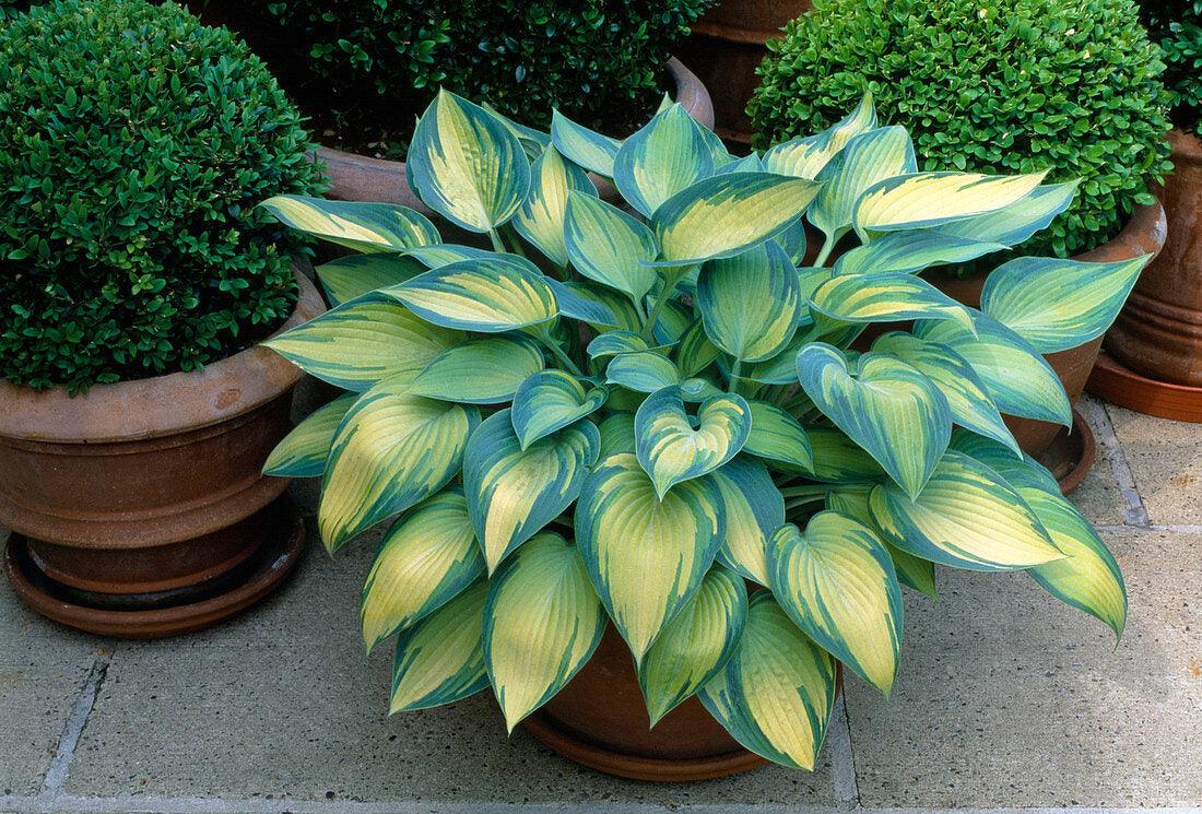 Hosta "Patriot" by Gradina Noastra