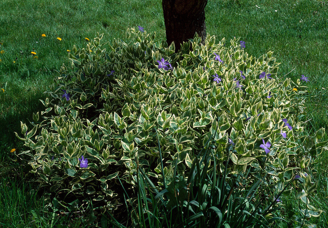 Vinca major "Variegata" 0.20 - 0.40 m by Gradina Noastra
