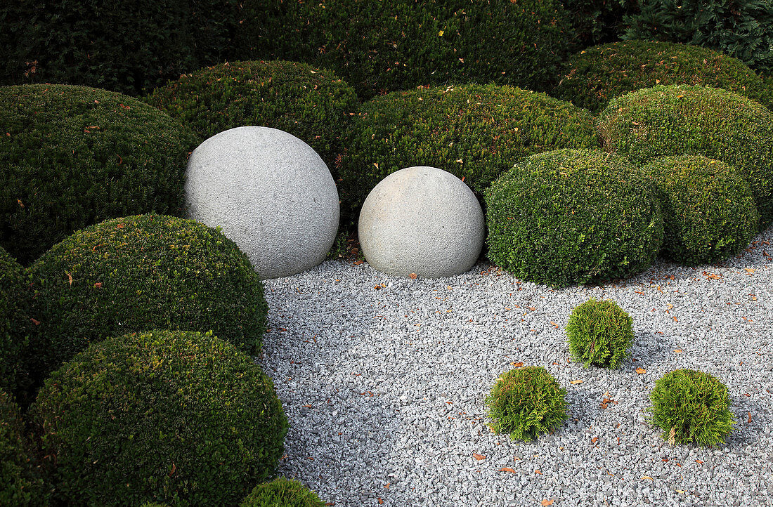 Tisa minge / Taxus baccata /