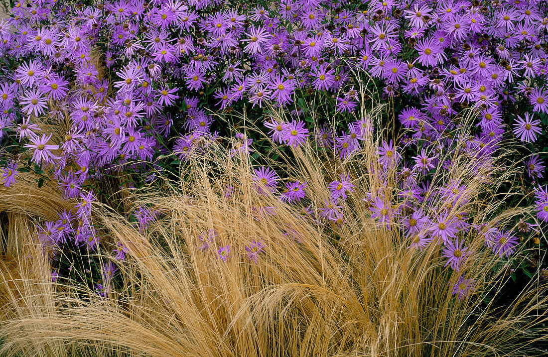 Aster &