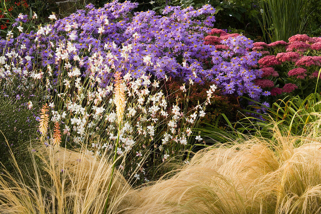 Aster &