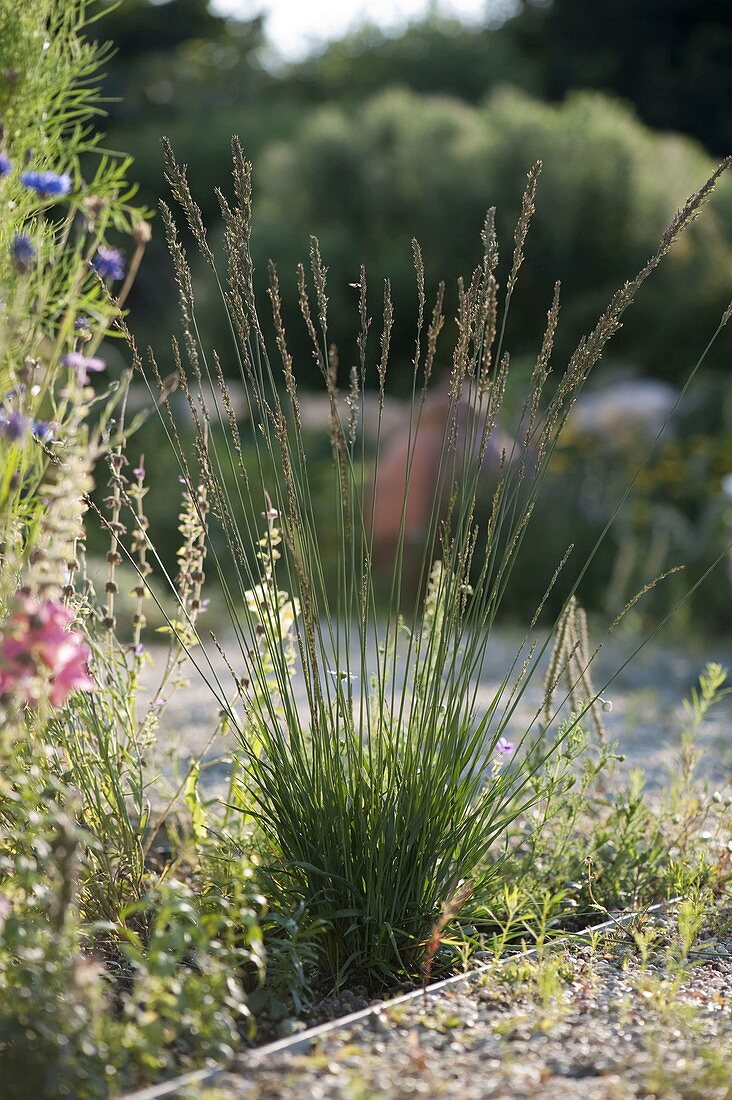 Molinia caerulea "Moorhexe" - Gradina Noastra