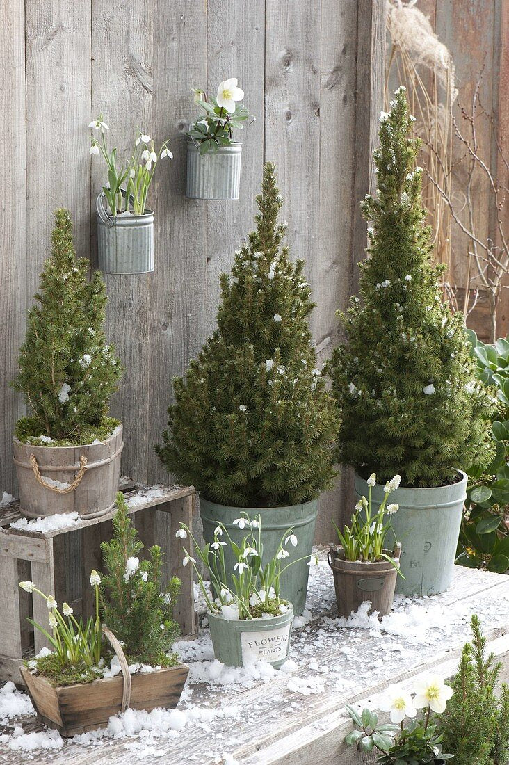 Molid conic pitic / Picea glauca "Conica" / - Gradina Noastra