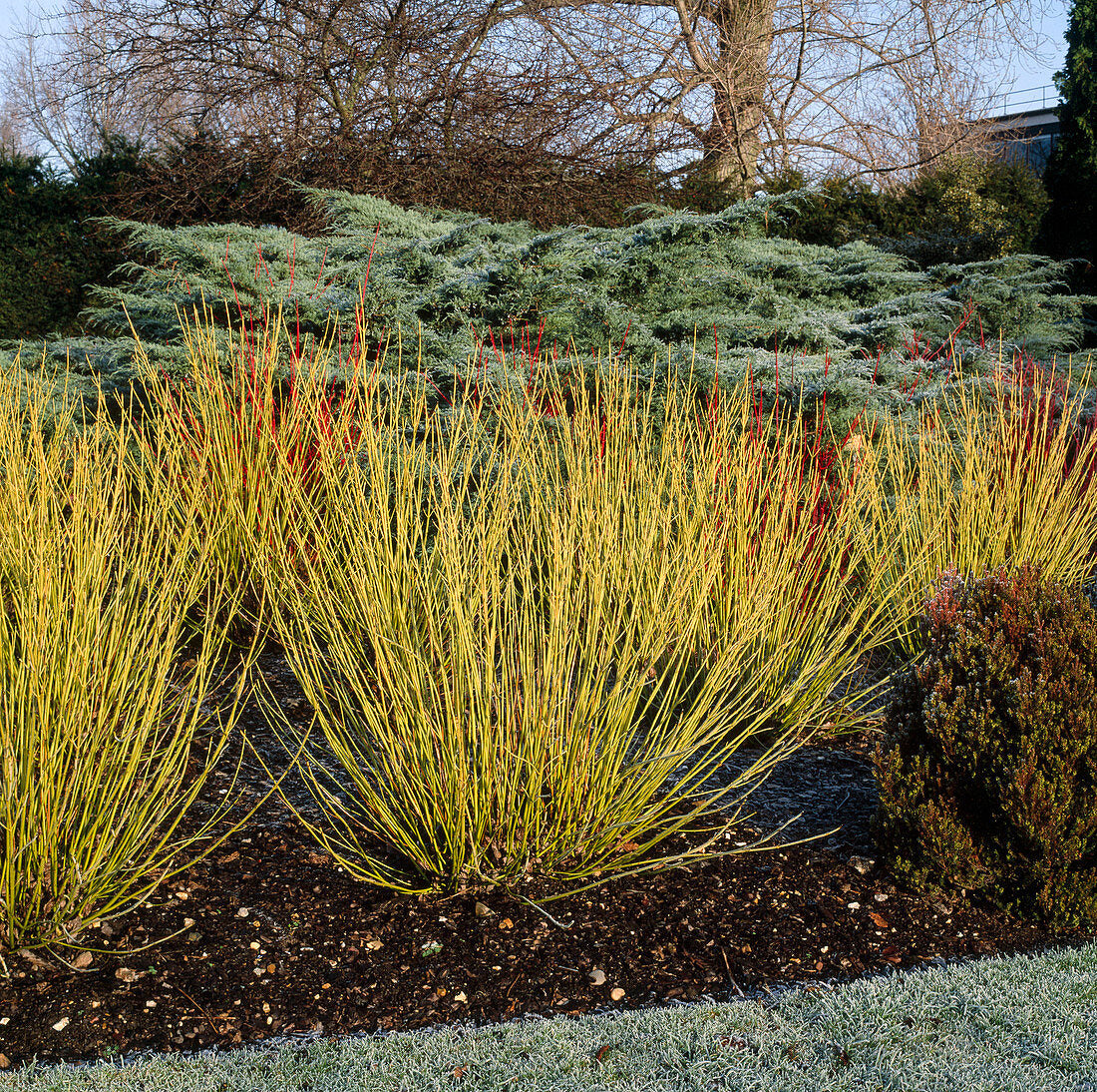 Corn „Flaviramea" / Cornus stolonifera „Flaviramea"/