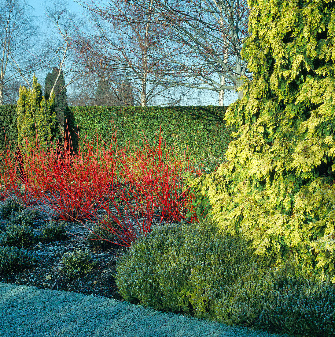 Sanger "Sibirica" / Cornus alba „Sibrica”/