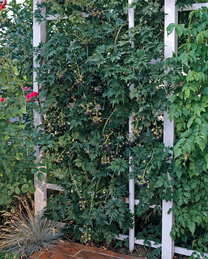 Mur "Thornless Evergreen"/ Rubus "Thornless Evergreen" / - Gradina Noastra