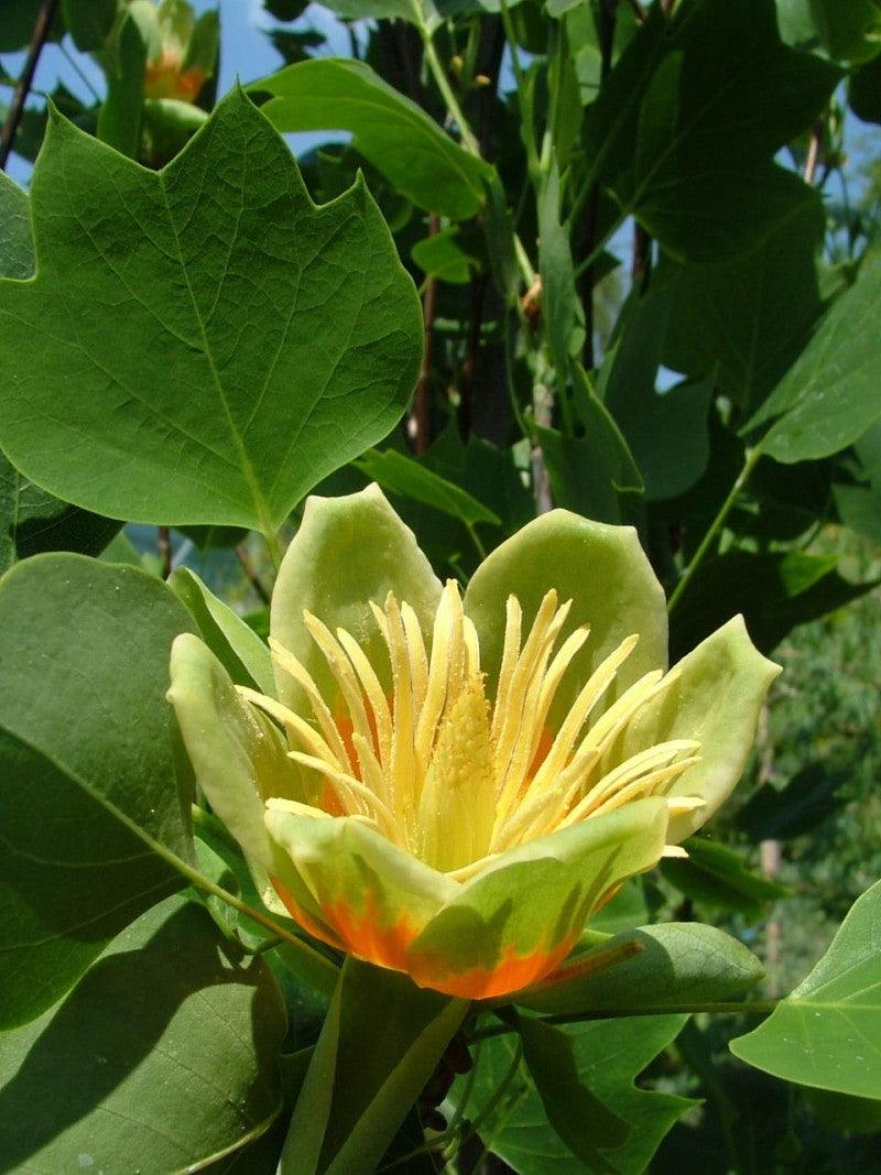 Arborele lalea columnar 2.50 - 3.50 m / Liriodendron tulipifera "Fastigiata" / gradina-noastra